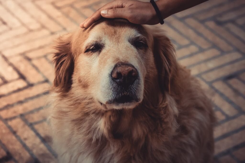 Les signes de vieillissement chez les chiens et les soins appropriés