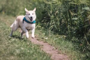L'importance de l'exercice régulier pour la santé physique et mentale de votre chien